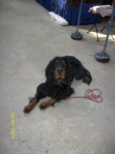 Hund einer Kundin ein Gorden Setter